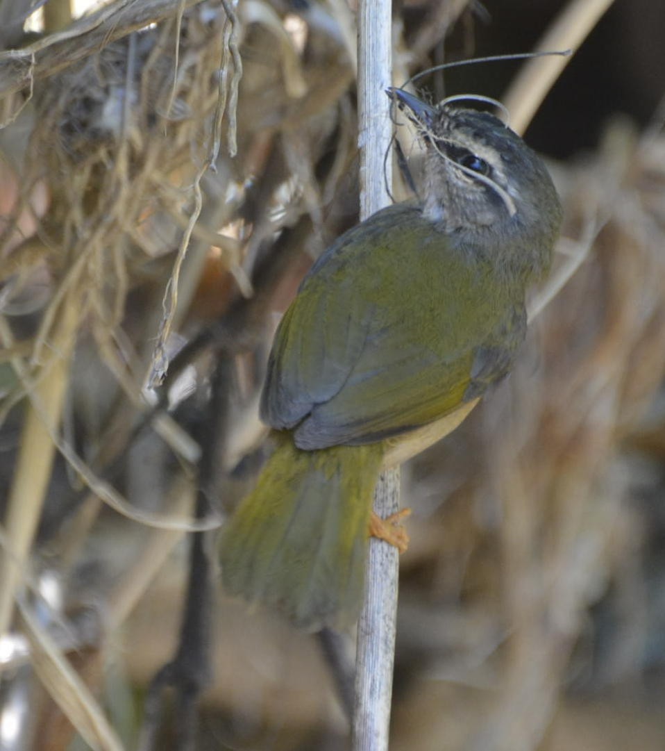 Riverbank Warbler - Geoff Carpentier