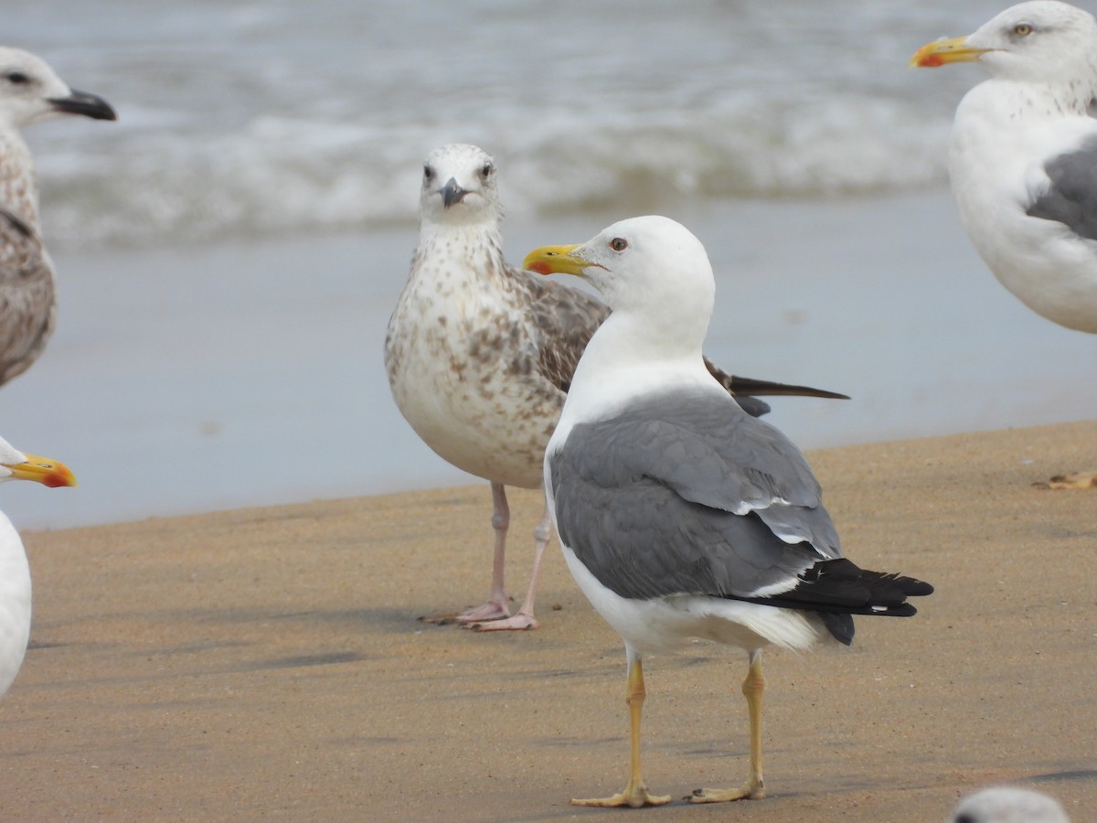 Lesser Black-backed Gull - ML524901741