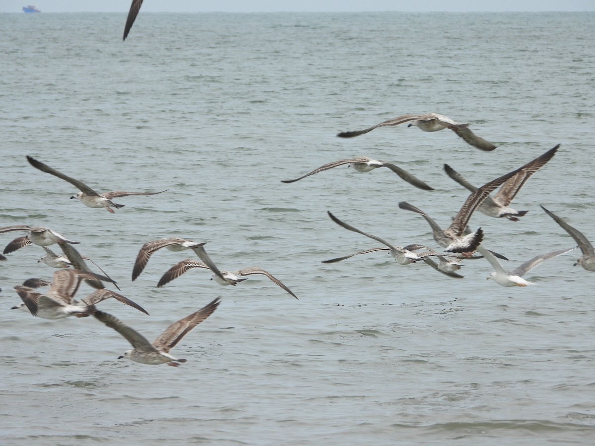 Lesser Black-backed Gull - ML524901751