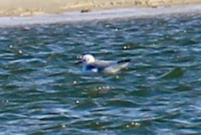 Black-headed Gull - ML524902981