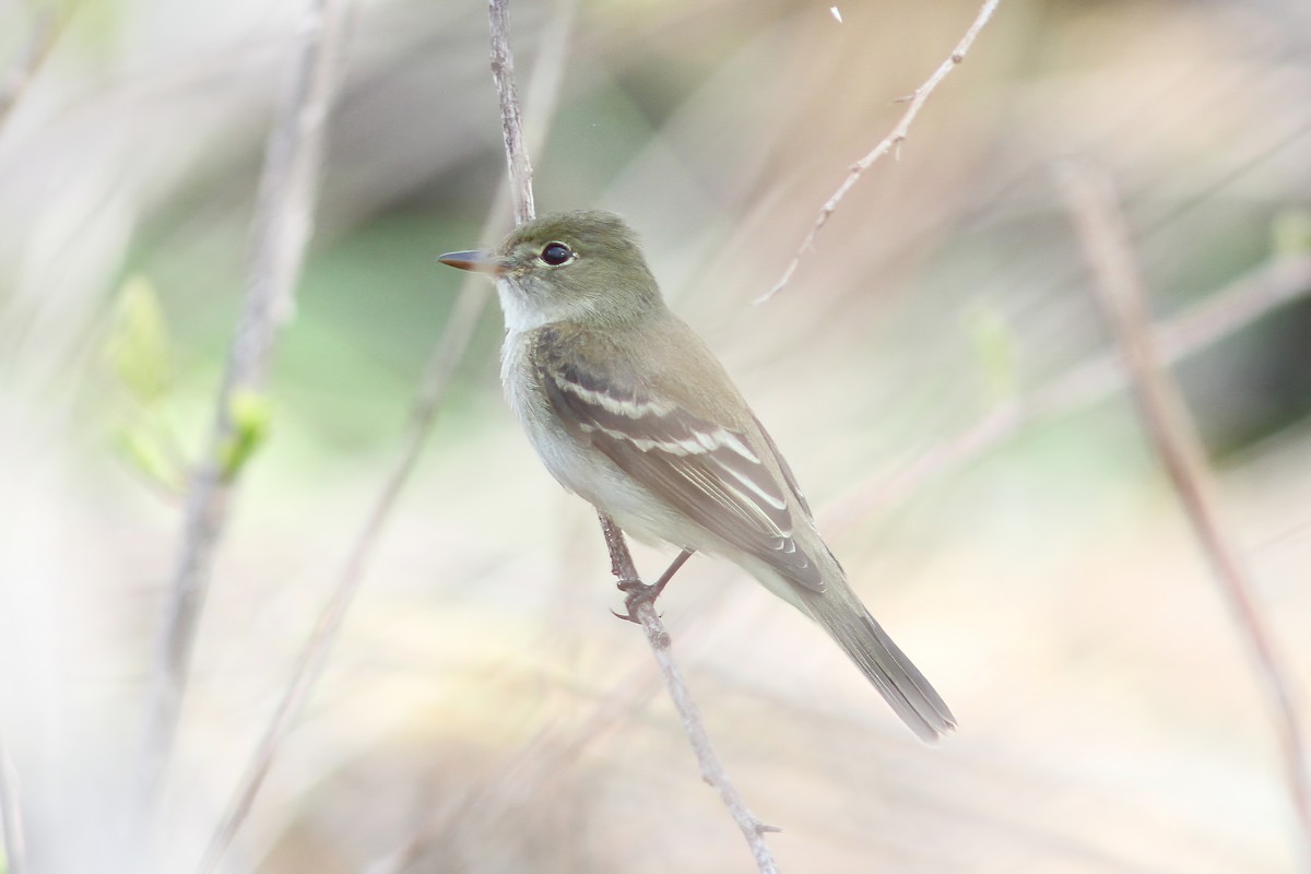 Willow Flycatcher - ML524903581