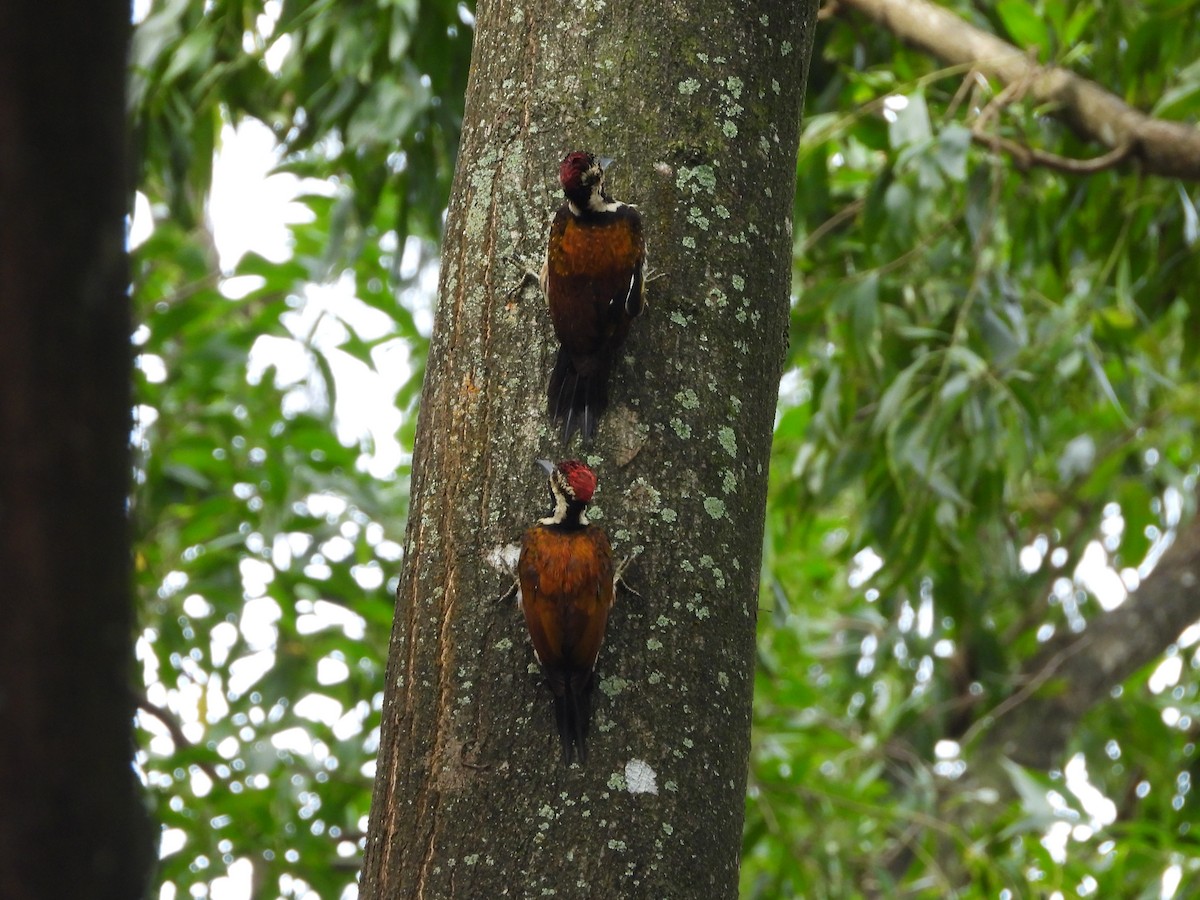 Black-rumped Flameback - ML524903851