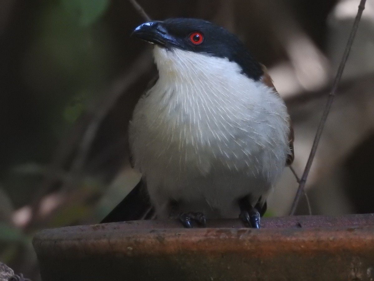 Senegal Coucal - ML524904251