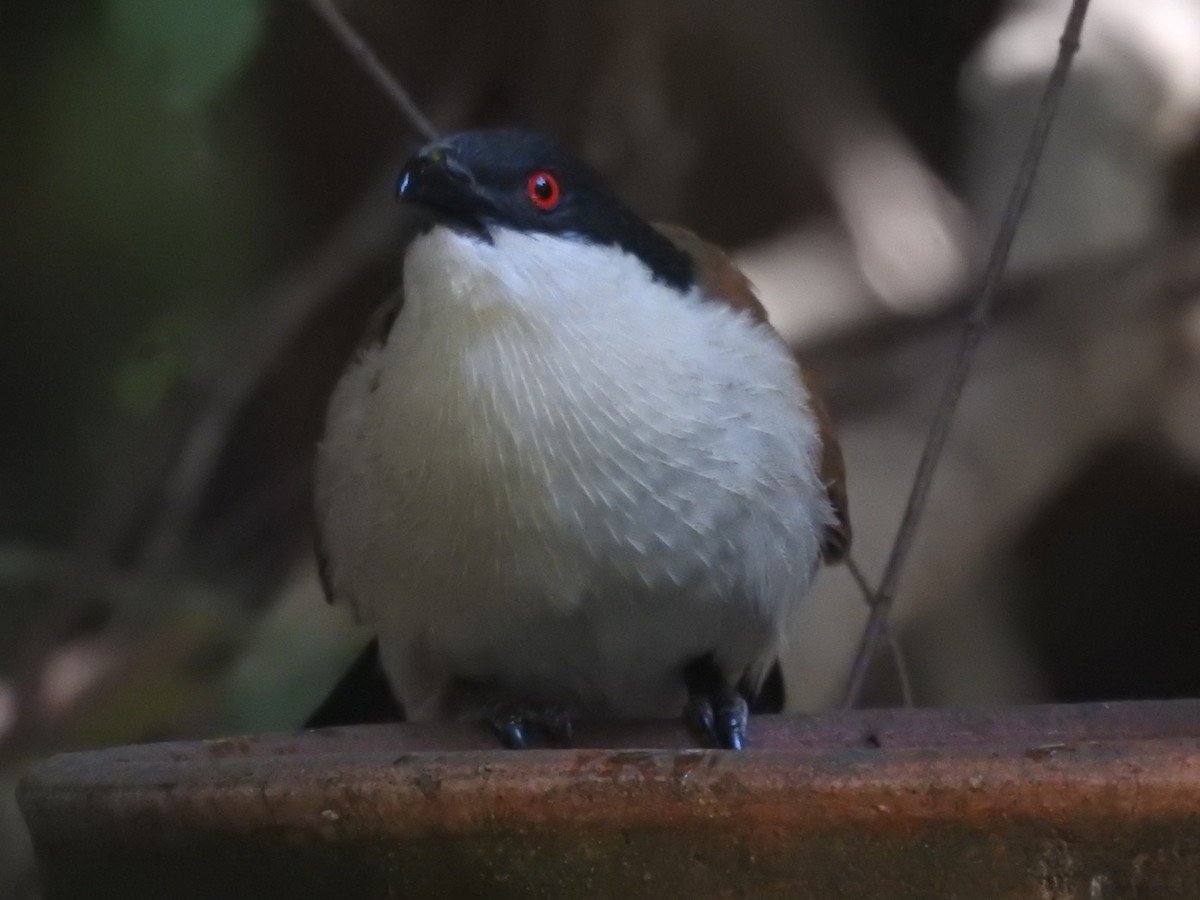 Senegal Coucal - ML524904261