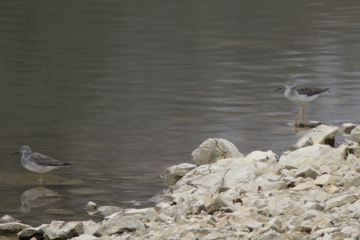 Greater Yellowlegs - ML524904481