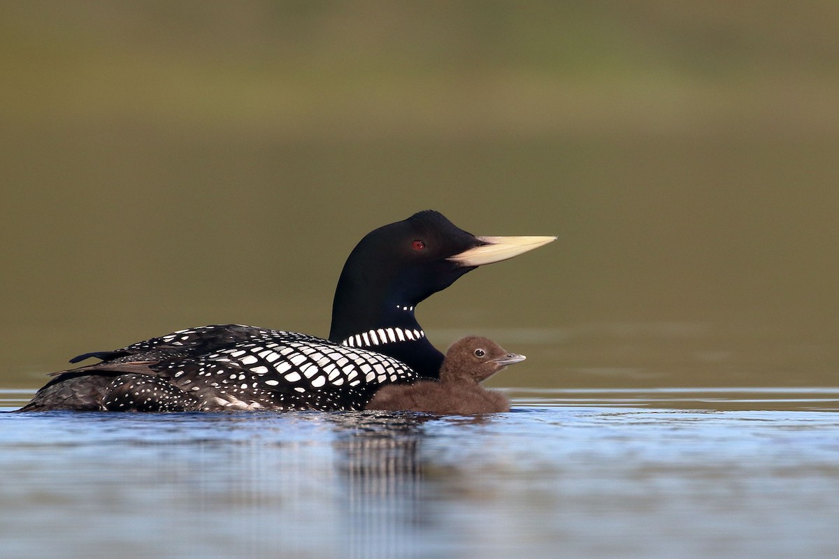 Yellow-billed Loon - Seth Beaudreault