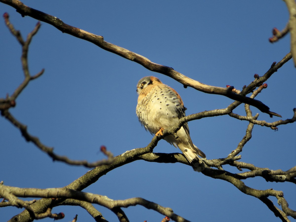 American Kestrel - ML524905411