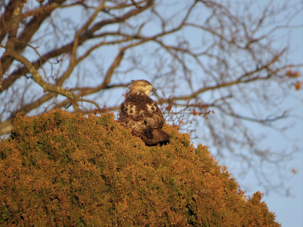 Red-tailed Hawk - ML524905461