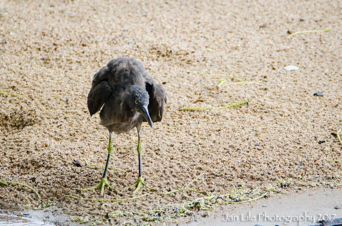 Pacific Reef-Heron - ML52490671