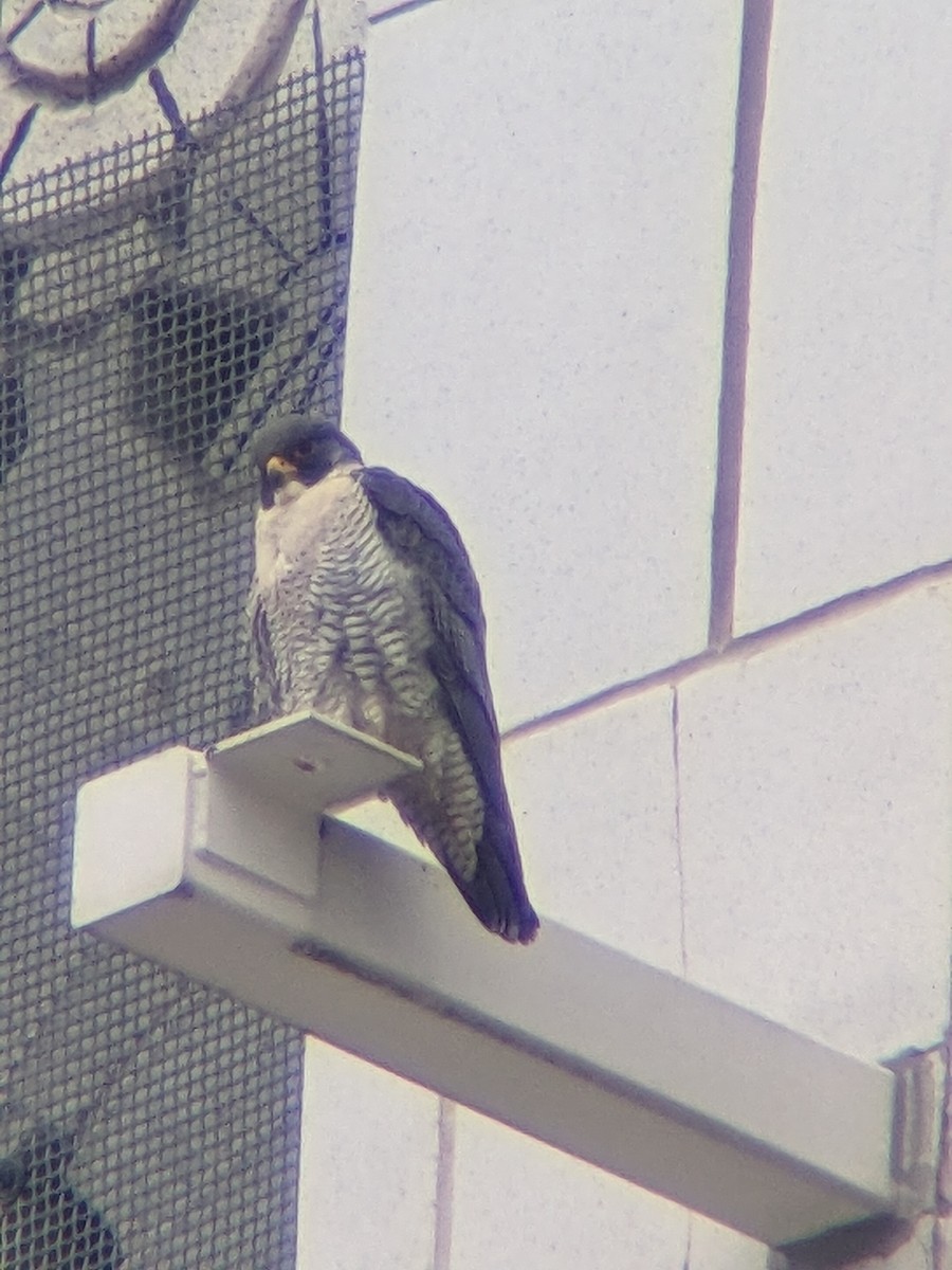 Peregrine Falcon - ML524907081