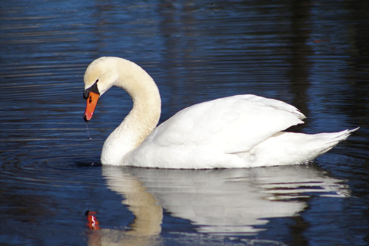 Mute Swan - ML524907451