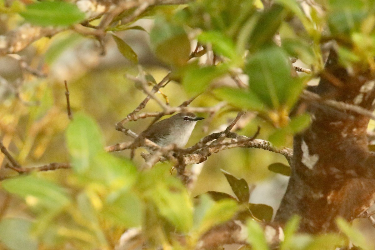 Mangrove Gerygone - ML524907741