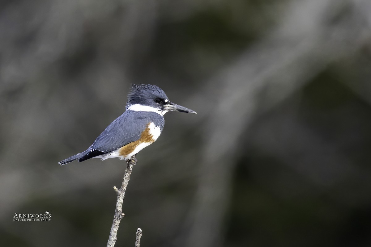 Belted Kingfisher - ML524907971