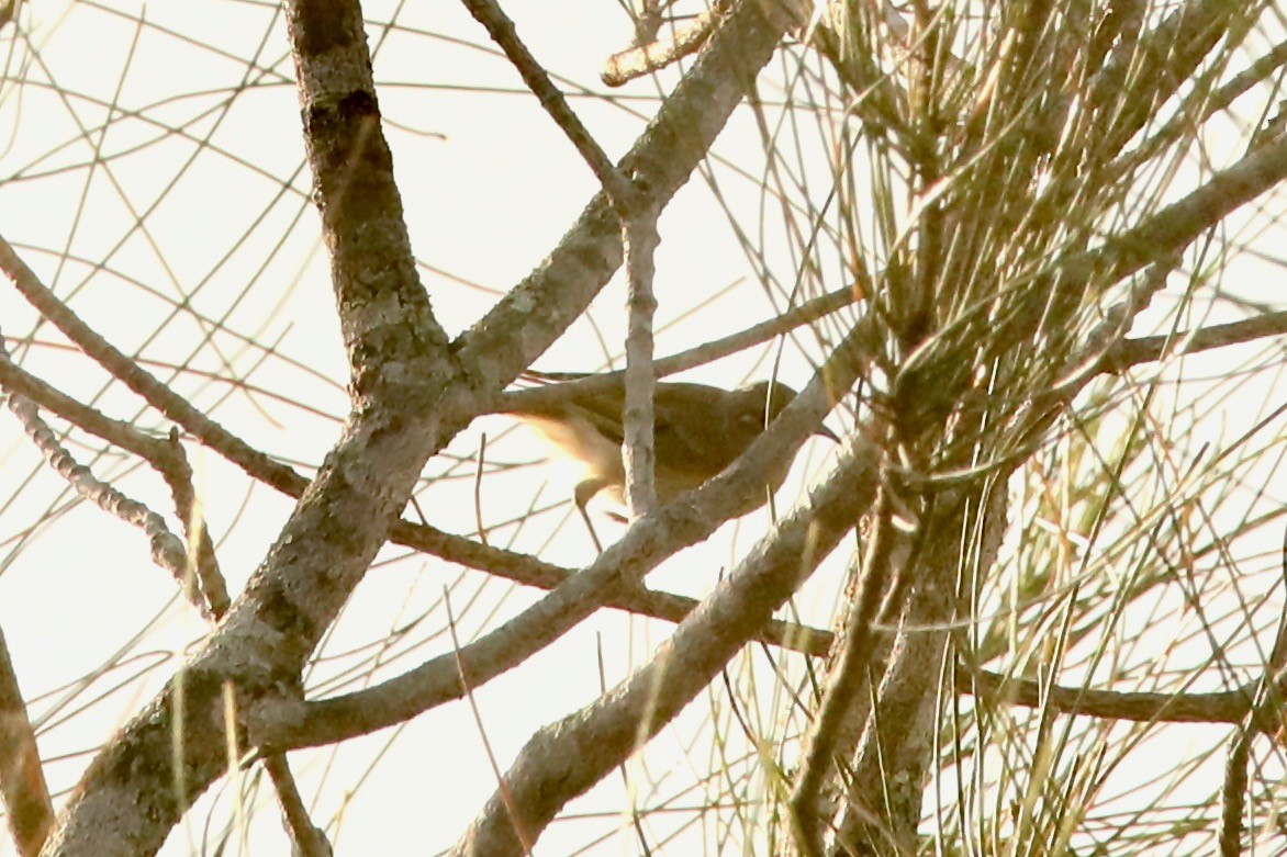 Brown Honeyeater - ML524908021