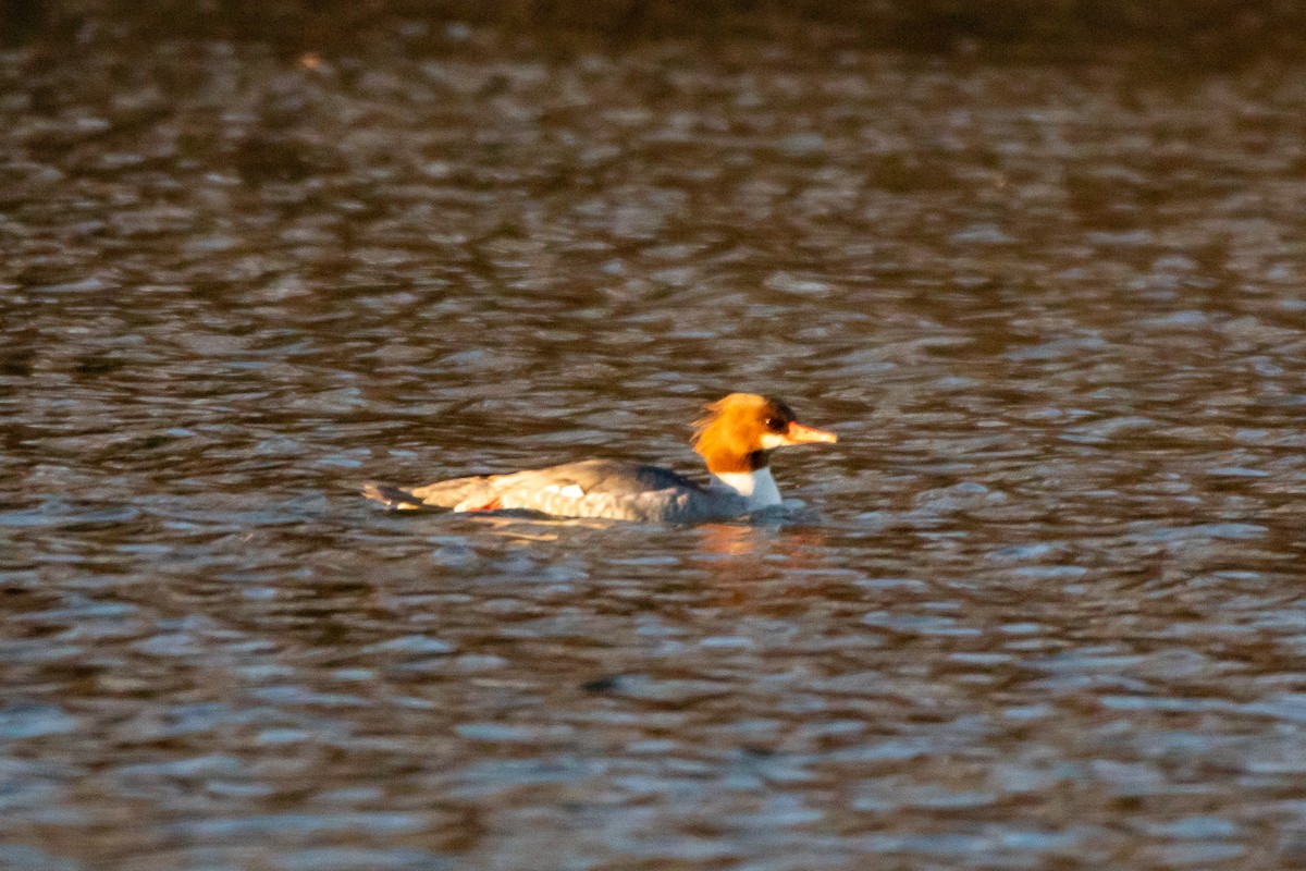 Common Merganser - ML524908311