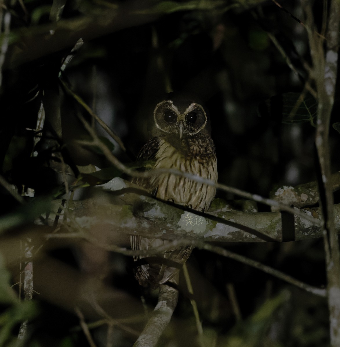 Mottled Owl (Atlantic Forest) - ML524908931