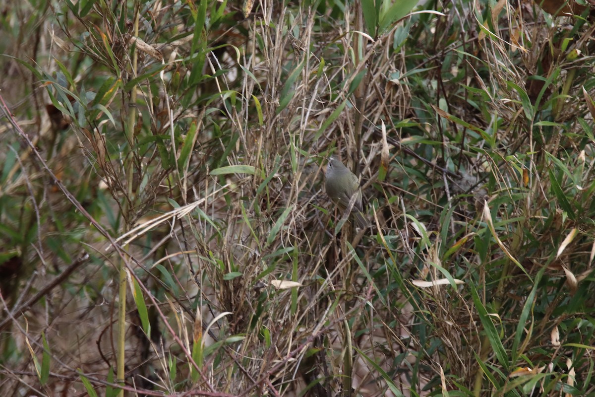 Orange-crowned Warbler - ML524909961