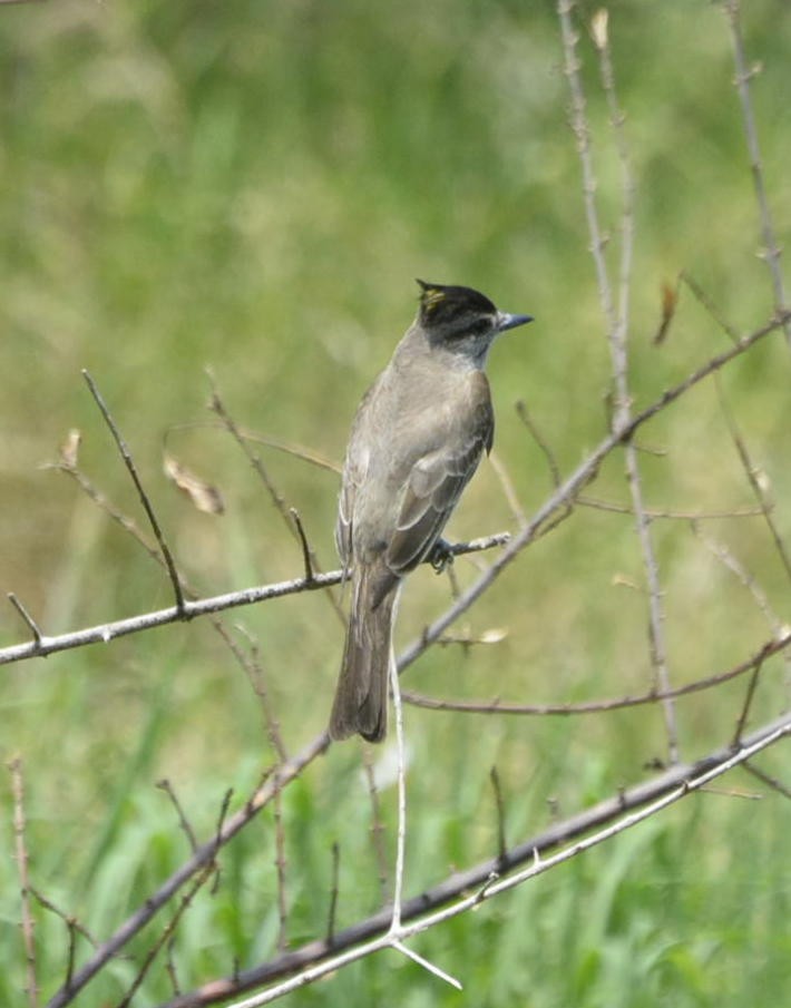 Crowned Slaty Flycatcher - ML524911181