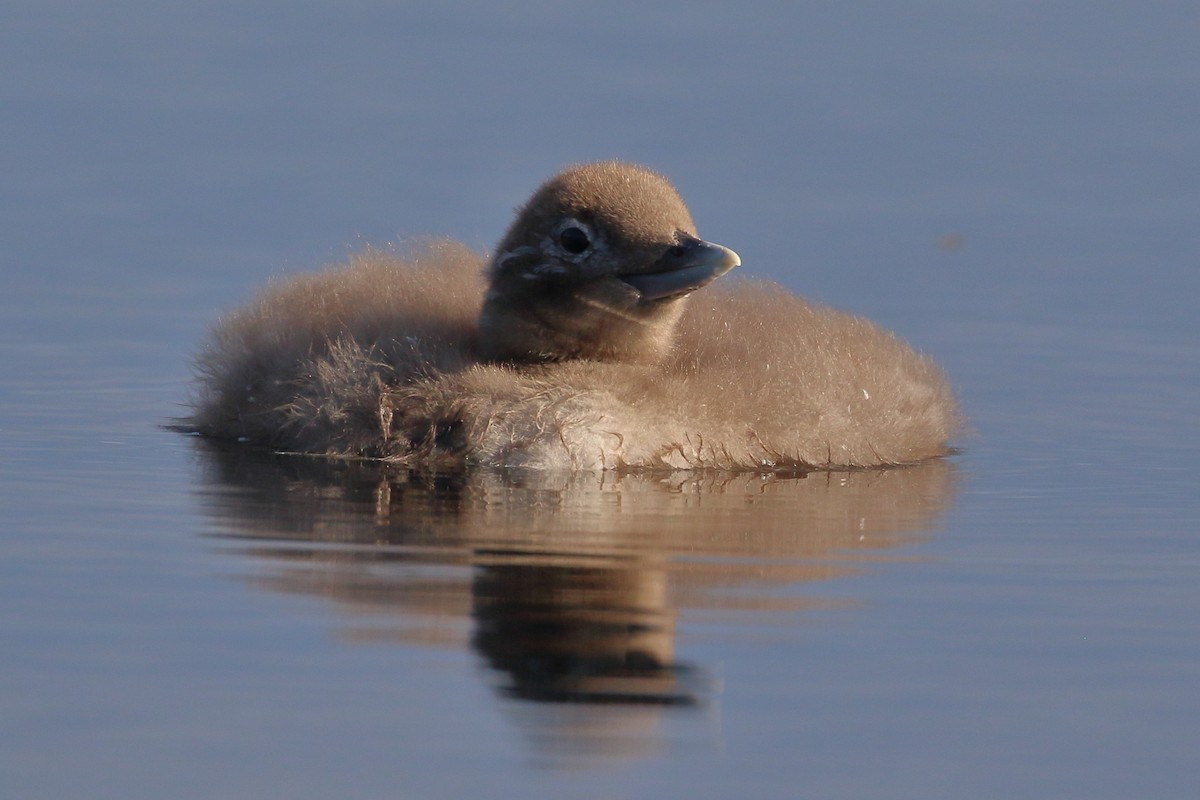 Yellow-billed Loon - Seth Beaudreault