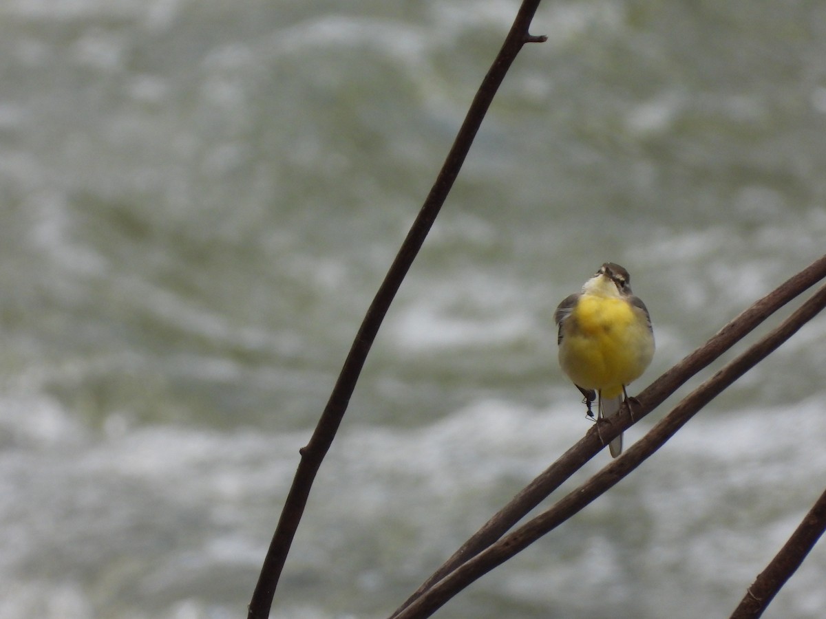 Gray Wagtail - ML524915801