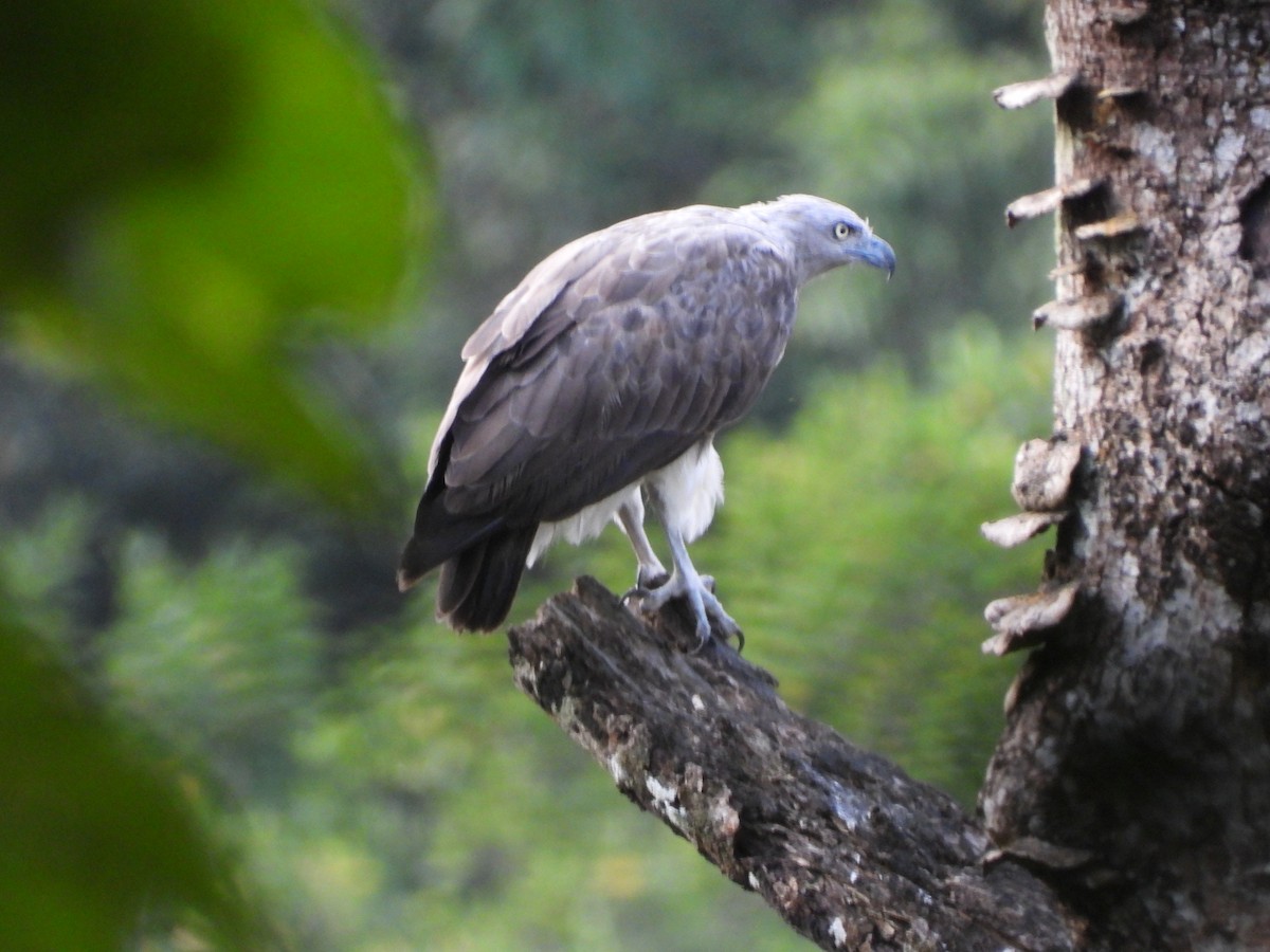 Braunschwanz-Seeadler - ML524915901