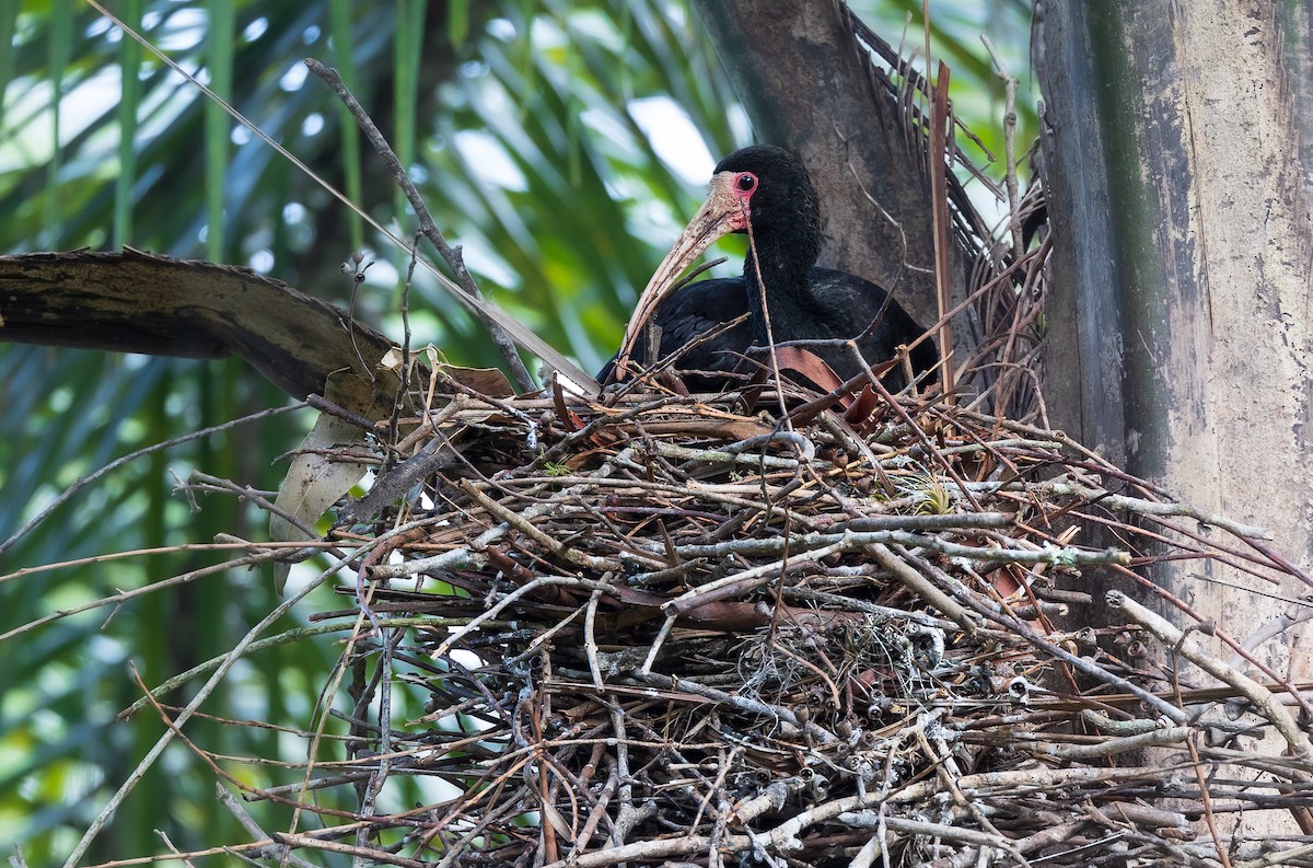 Bare-faced Ibis - ML524917071