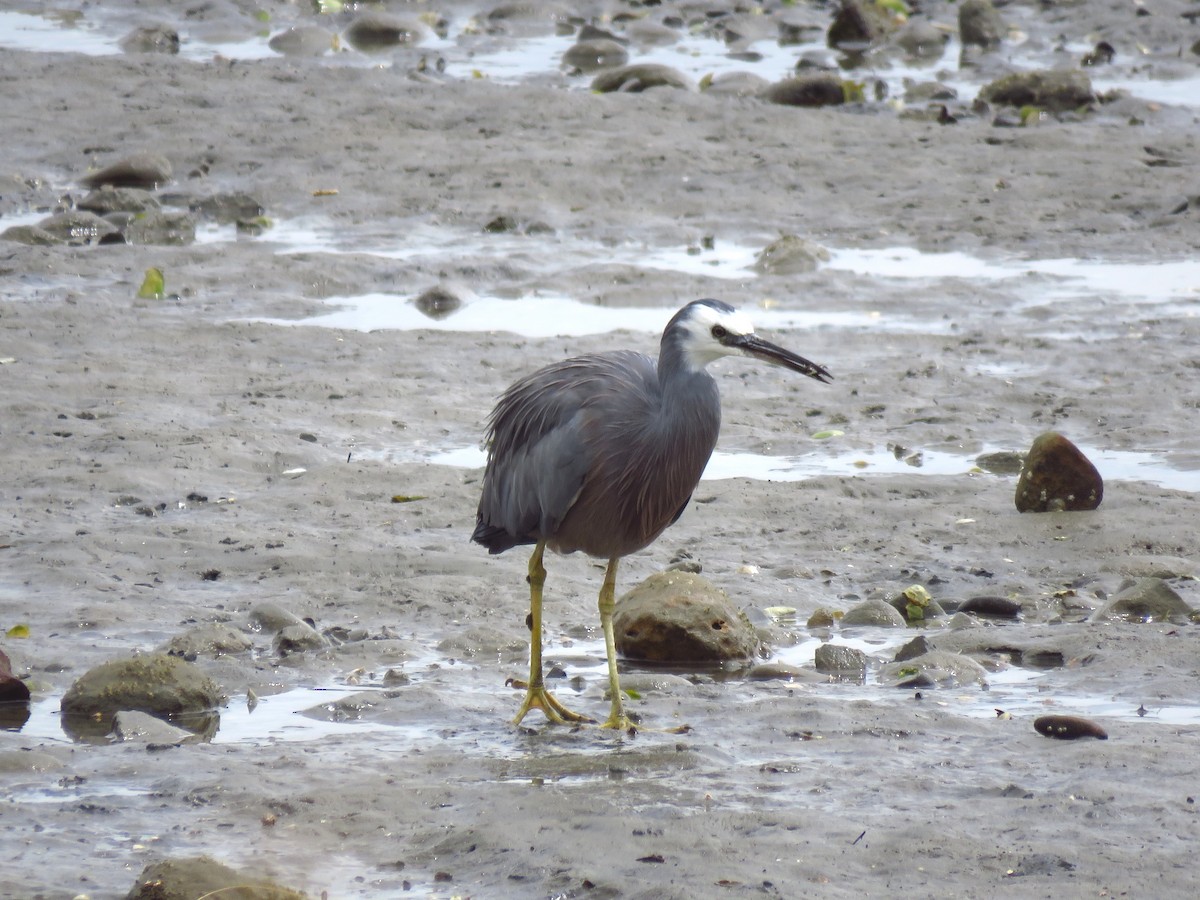 White-faced Heron - Ken Orich