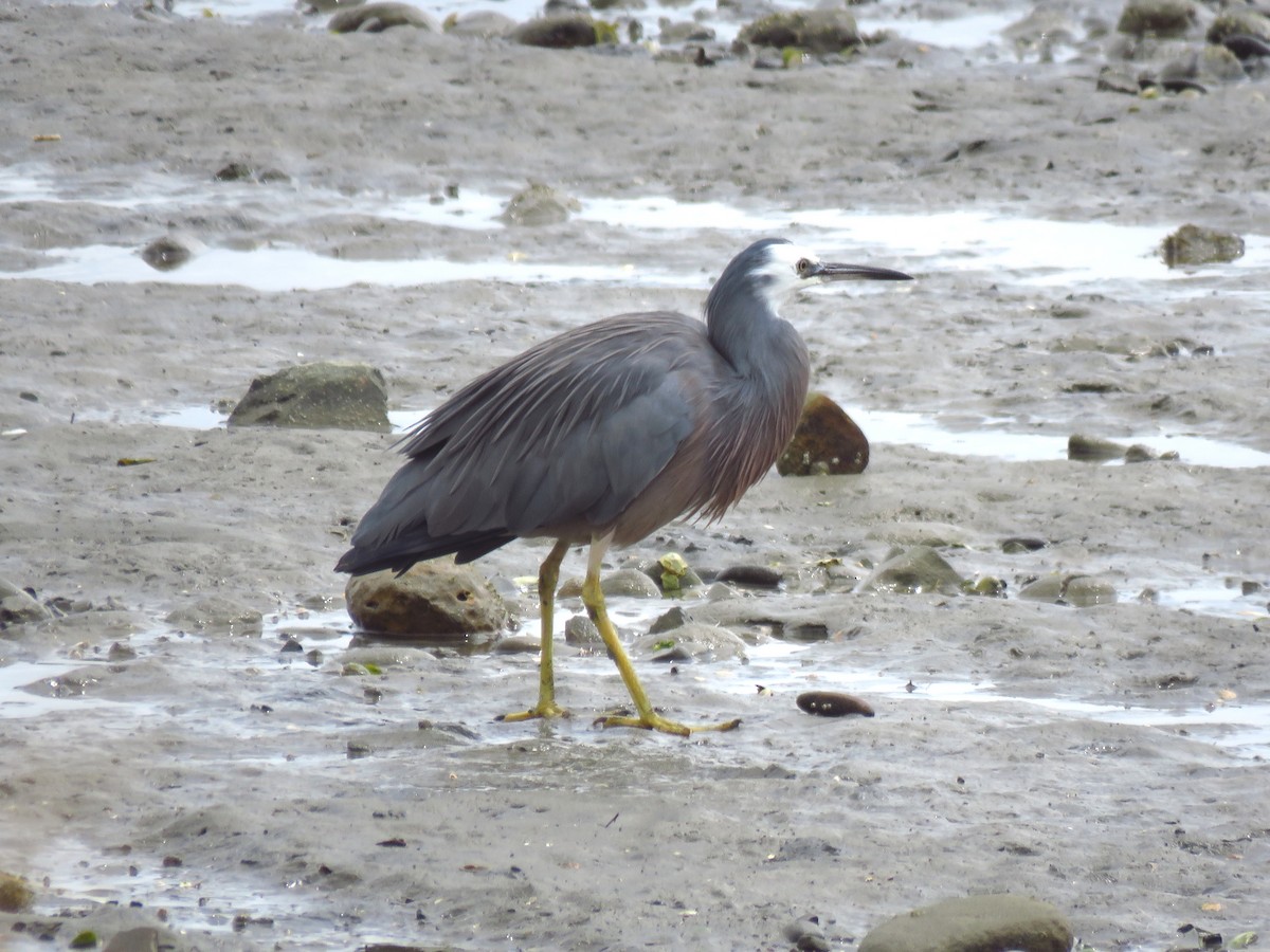 White-faced Heron - Ken Orich