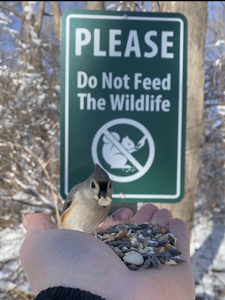 Tufted Titmouse - ML524918221