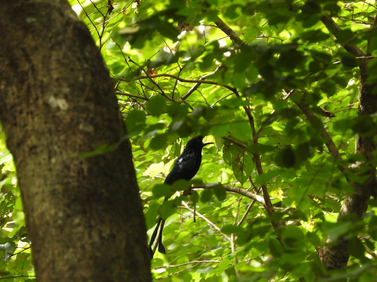 Drongo de Raquetas Grande - ML524918321