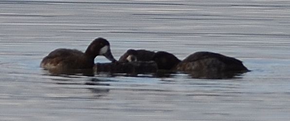 Greater Scaup - ML524919441