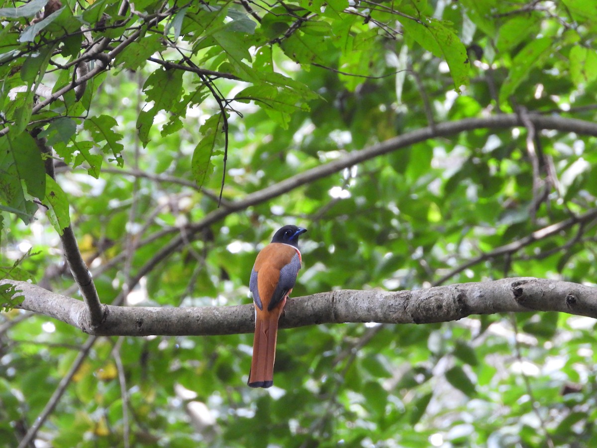 trogon indický - ML524919741