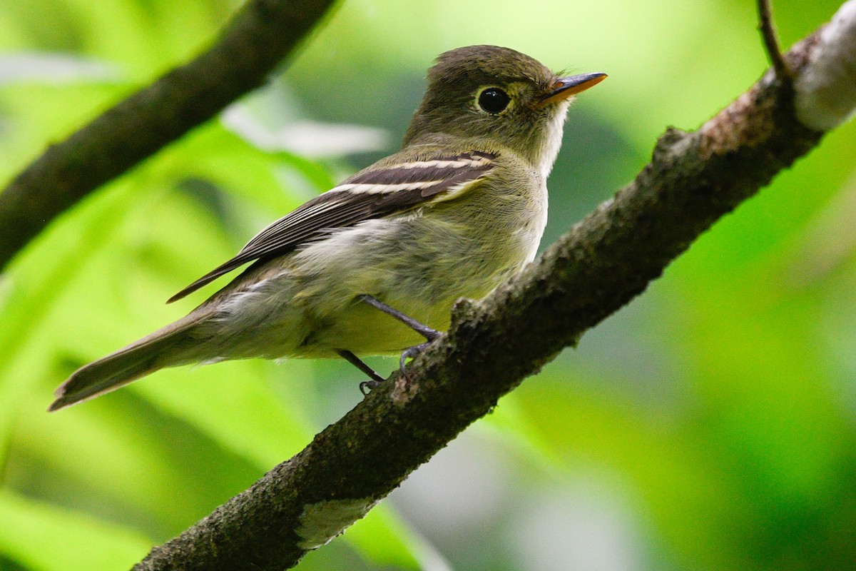 Yellow-bellied Flycatcher - ML524920211