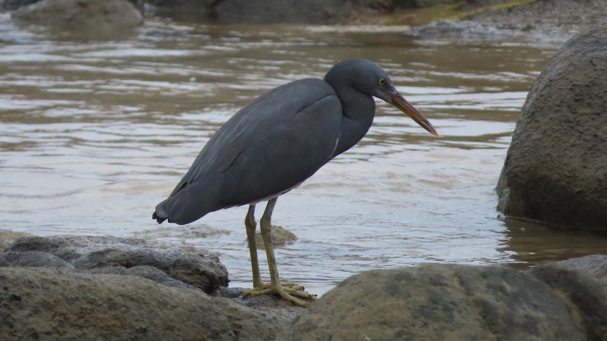 Pacific Reef-Heron - Jo Culican