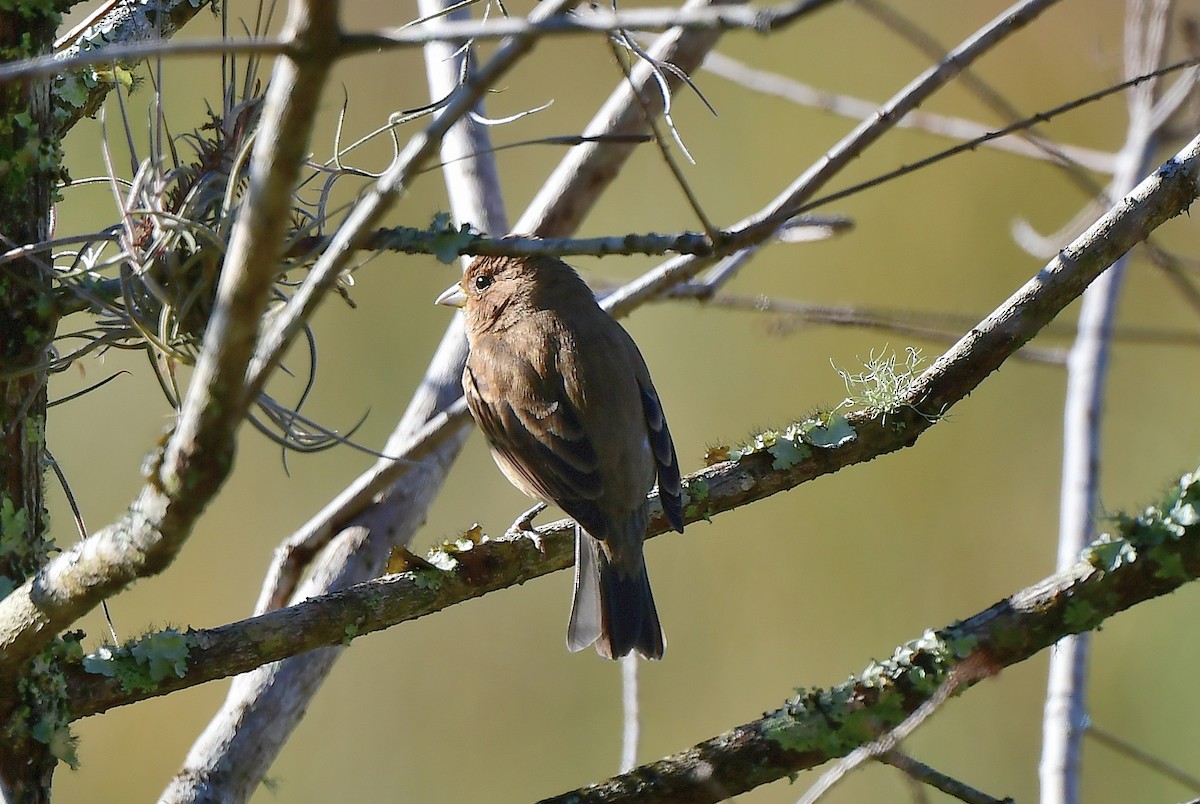 Passerin indigo - ML524922051