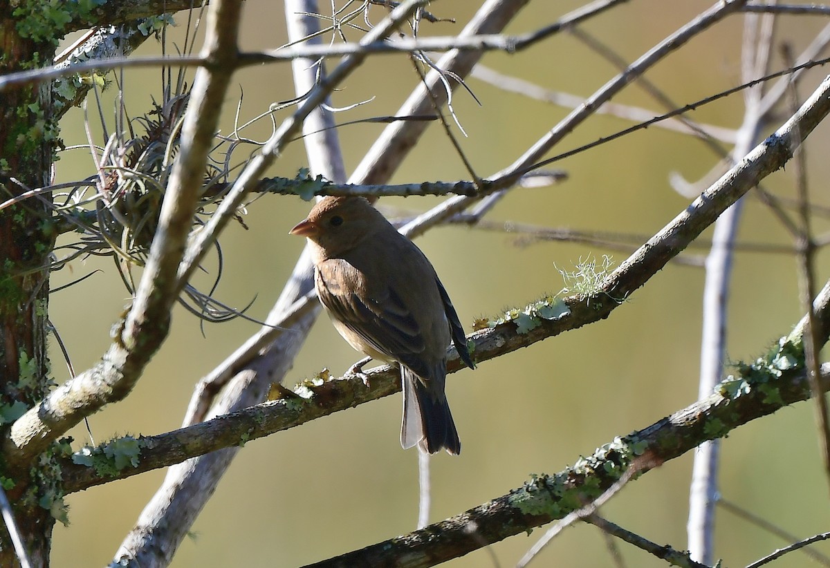 Passerin indigo - ML524922061