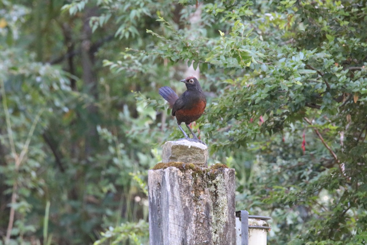 Black-throated Huet-huet - ML524922751