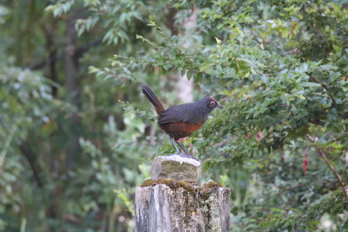 Black-throated Huet-huet - Rebecca Felices