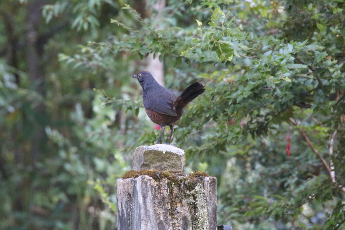 Schwarzkehltapaculo - ML524923031