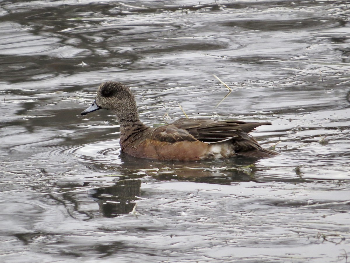 American Wigeon - Brenda Werntz