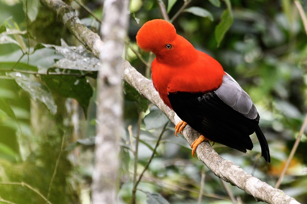 Andean Cock-of-the-rock - Maria Jose Lou