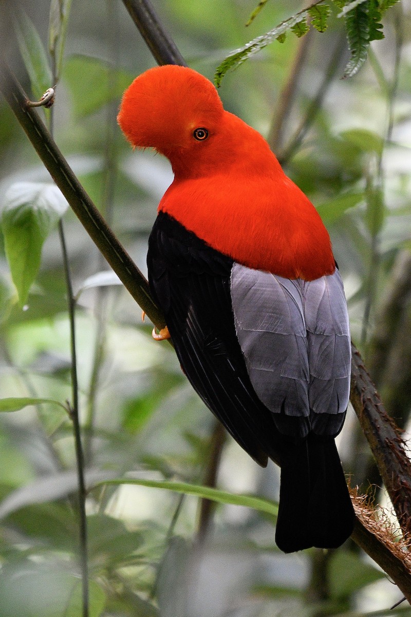 Andean Cock-of-the-rock - Maria Jose Lou