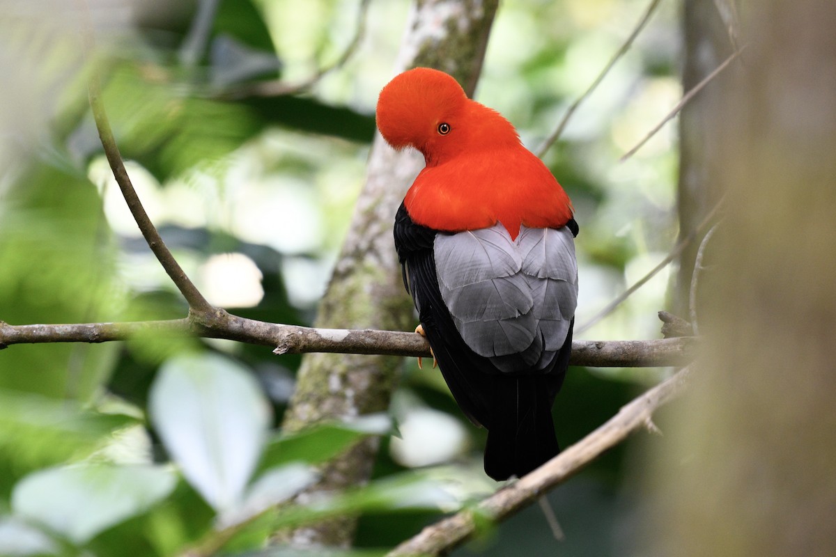 Andean Cock-of-the-rock - ML524924091