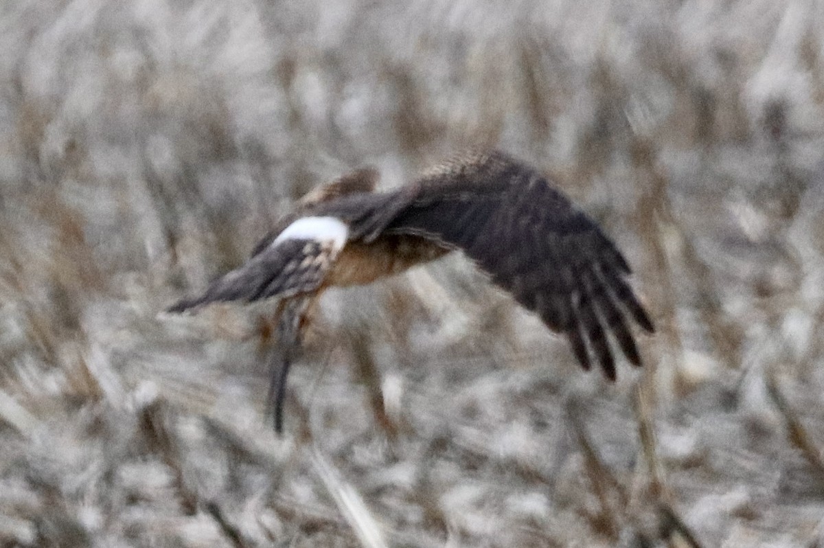 Northern Harrier - ML524924231