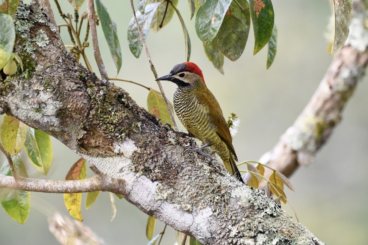 Golden-olive Woodpecker - Maria Jose Lou