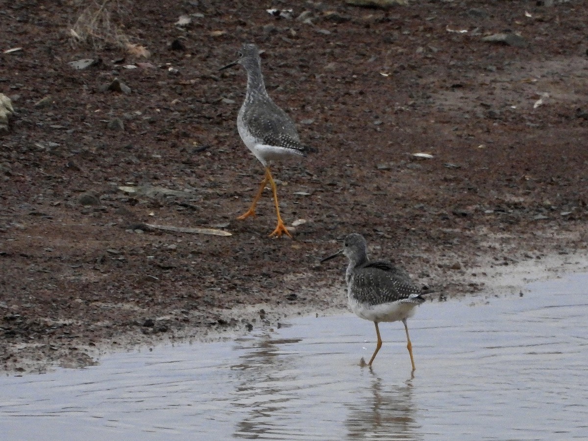 Пёстрый улит - ML524924781