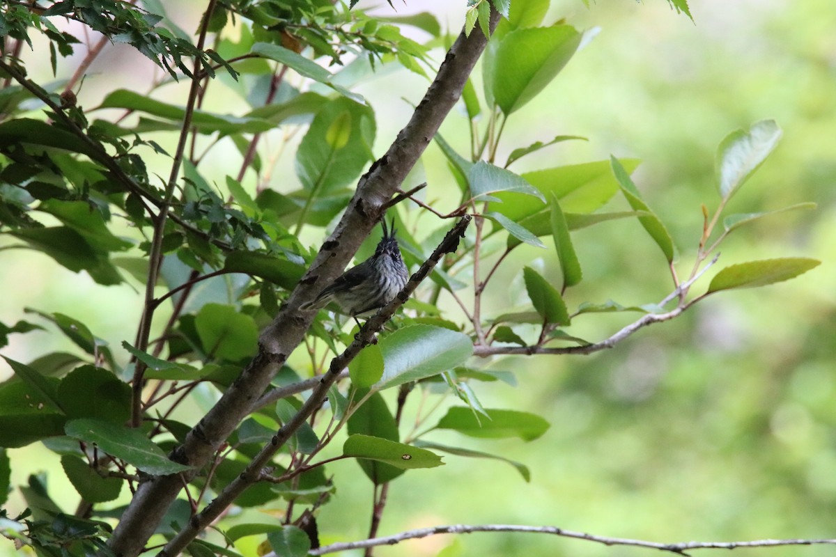 Tufted Tit-Tyrant - Rebecca Felices