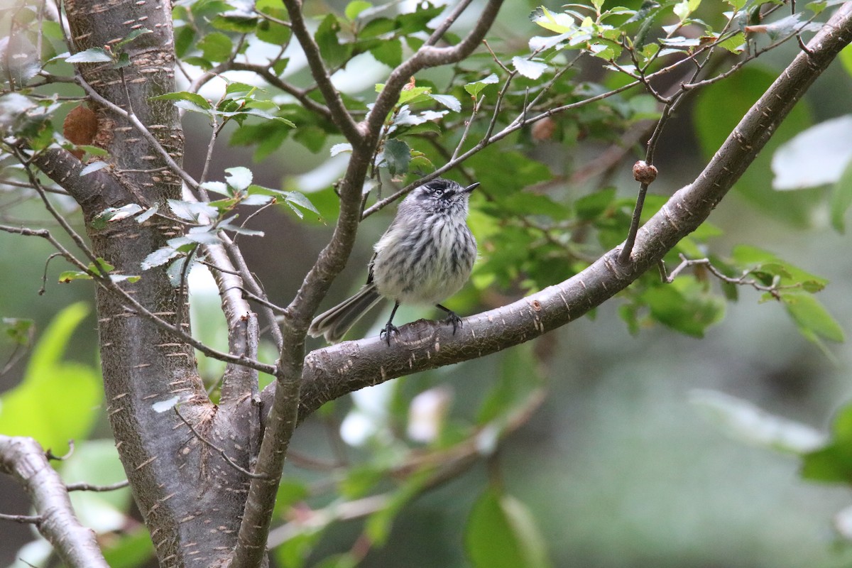 Taurillon mésange - ML524925361