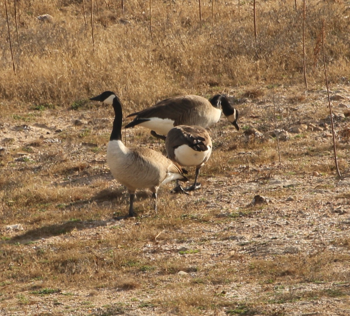 Canada Goose - ML524926541