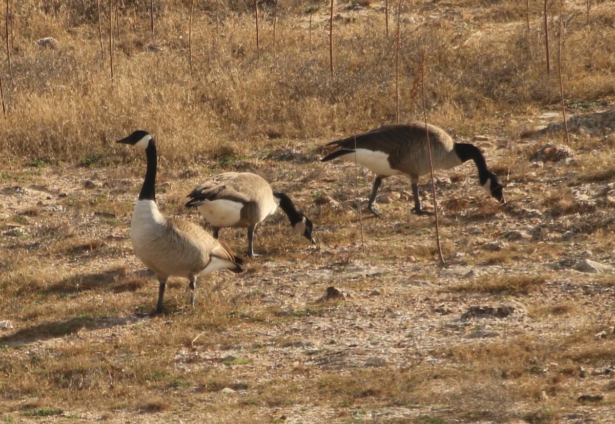 Canada Goose - River Ahlquist